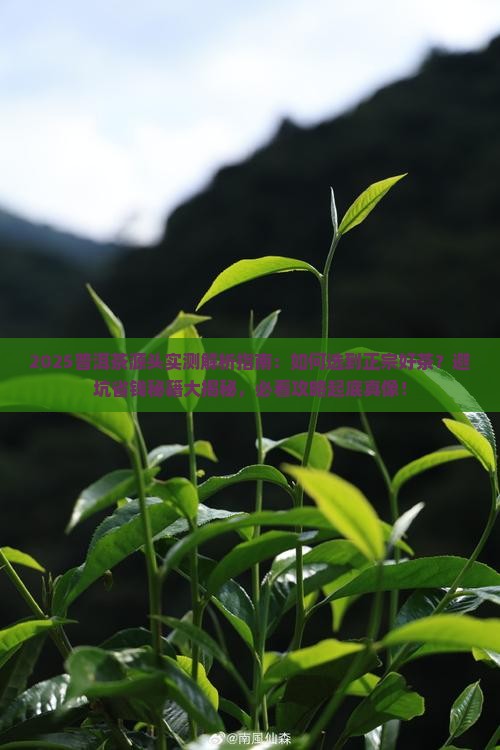 普洱茶源头评测直播