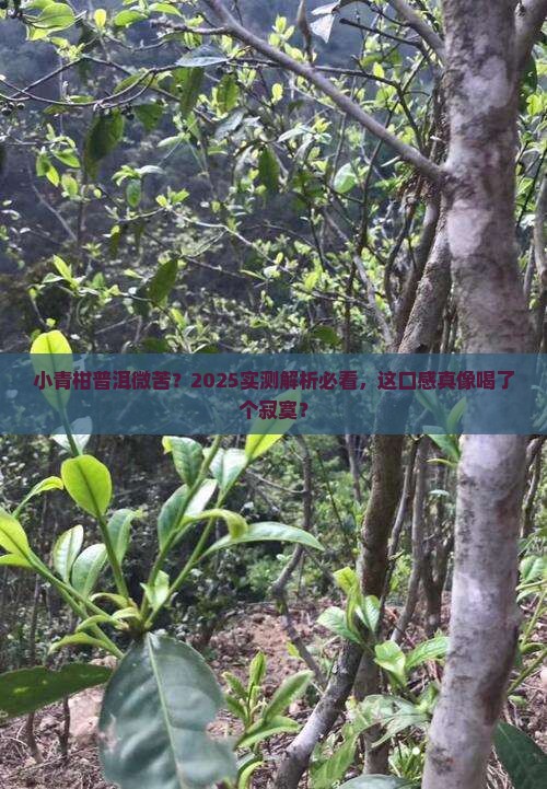小青柑普洱茶的口感微苦