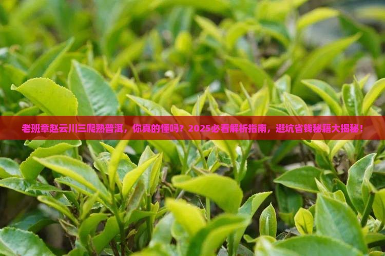 老班章赵云川三爬熟普洱