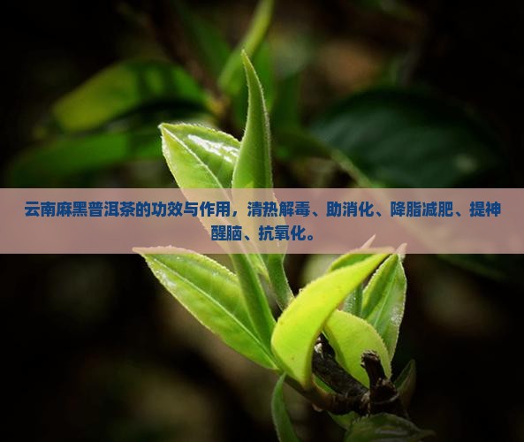 云南麻黑普洱茶的功效
