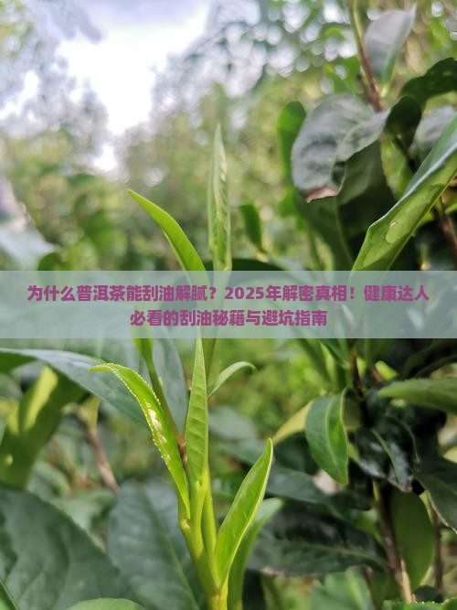 普洱茶为什么能刮油解腻