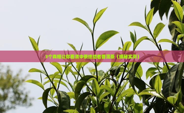 中茶终结者普洱茶
