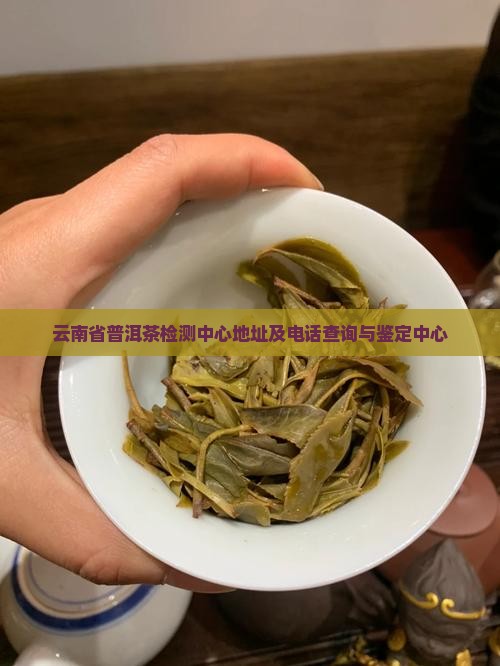 云南省普洱茶检测中心地址
