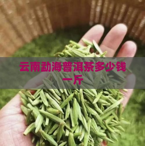 云南勐海普洱茶多少钱一斤
