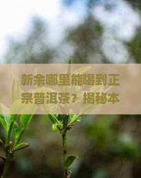 新余普洱茶种类