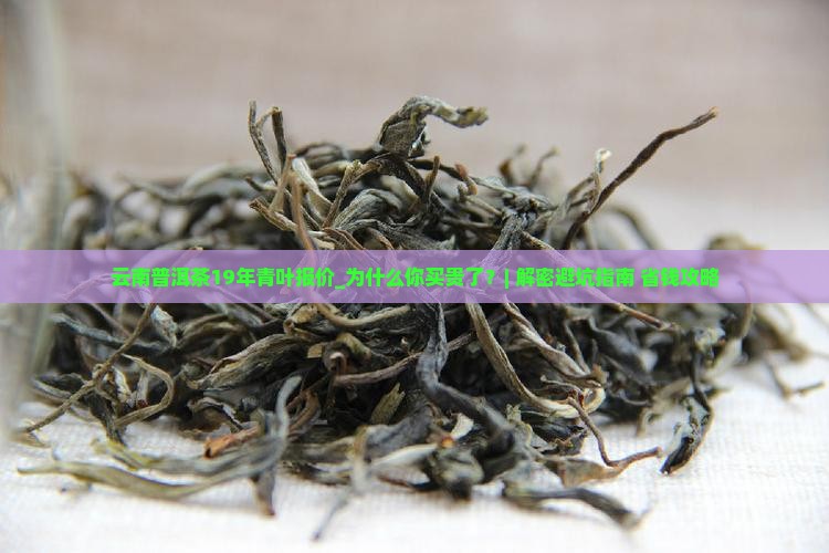 云南普洱茶19年青叶报价