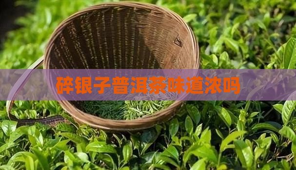碎银子普洱茶味道浓吗