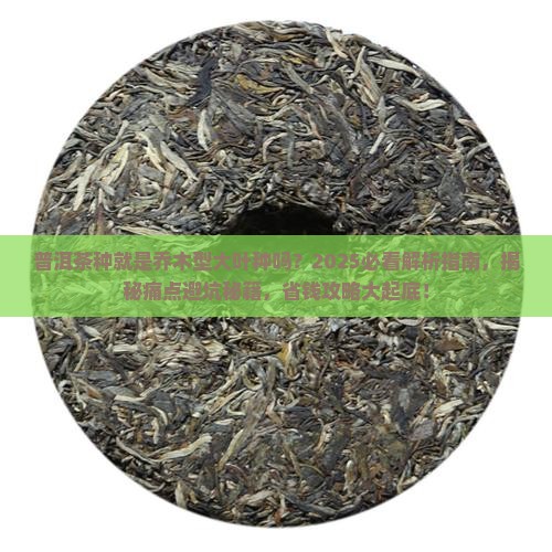 普洱茶种就是乔木型大叶种吗