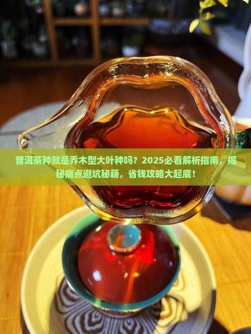 普洱茶种就是乔木型大叶种吗
