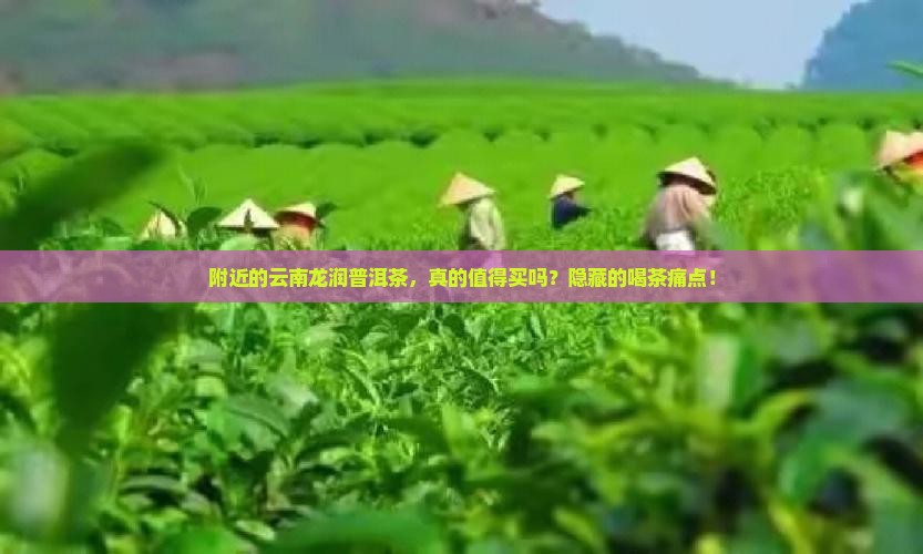 附近的云南龙润普洱茶