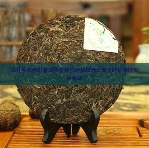 贺开乔木老树普洱茶生茶