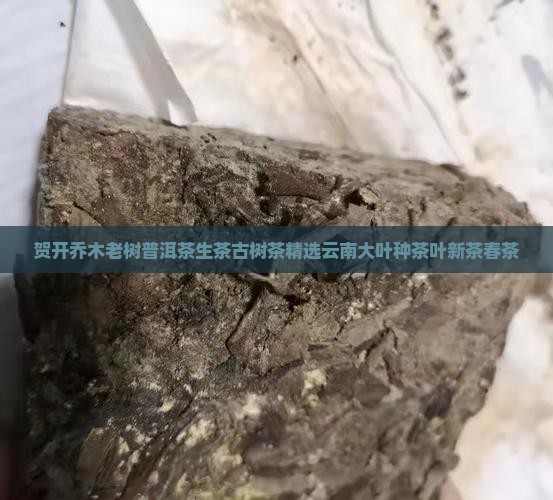 贺开乔木老树普洱茶生茶