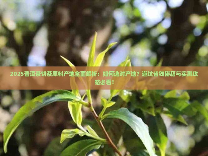 普洱茶饼茶原料产地信息