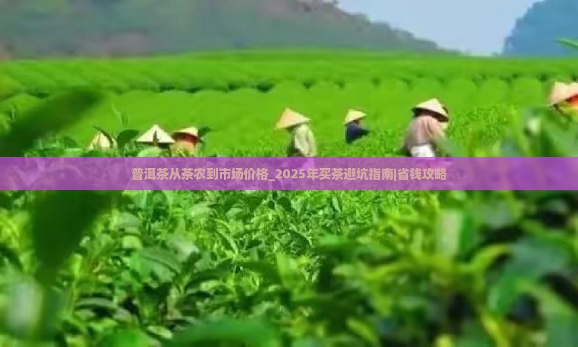 普洱茶从茶农到市场价格