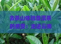 去茶山体验普洱茶的感受