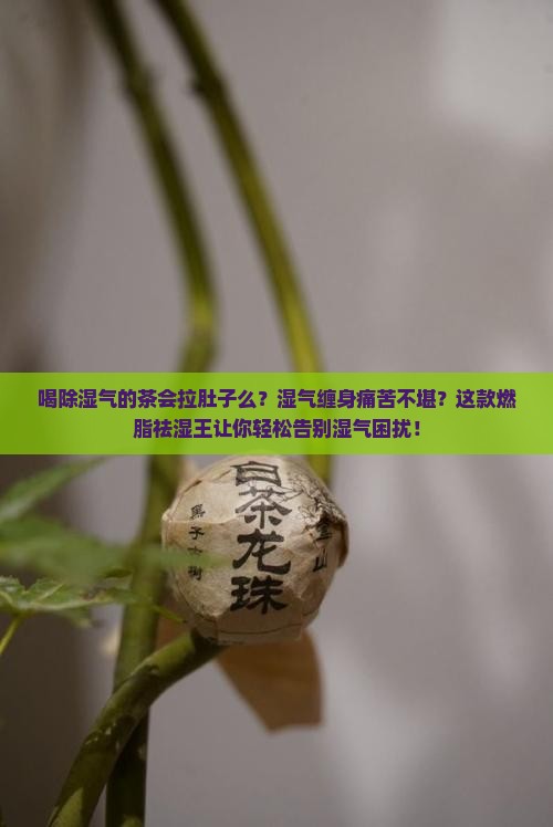 喝除湿气的茶会拉肚子么