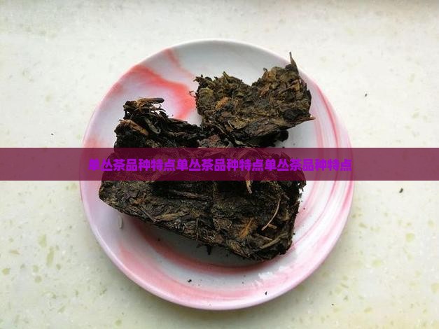 单丛茶品种特点