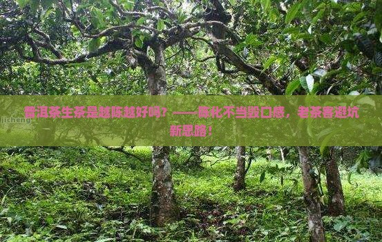 普洱茶生茶是越陈越好吗