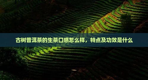 古树普洱茶的生茶口感