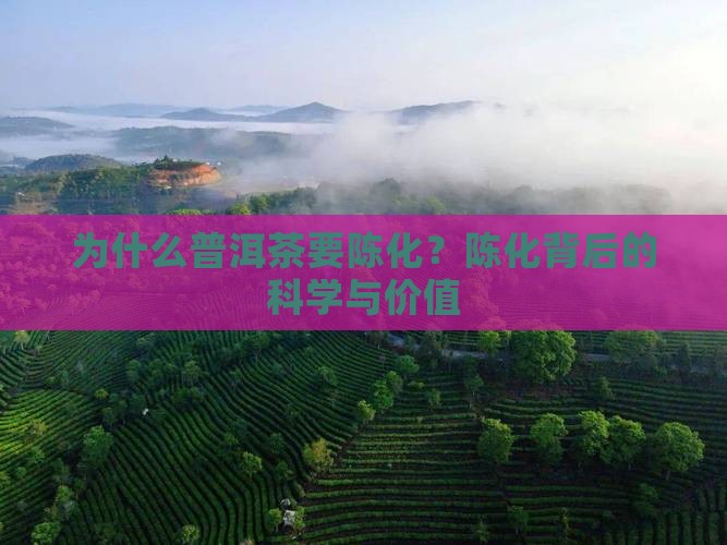 为什么普洱茶要陈化