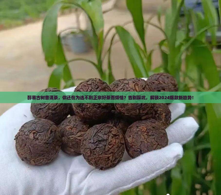 醇易古树普洱茶