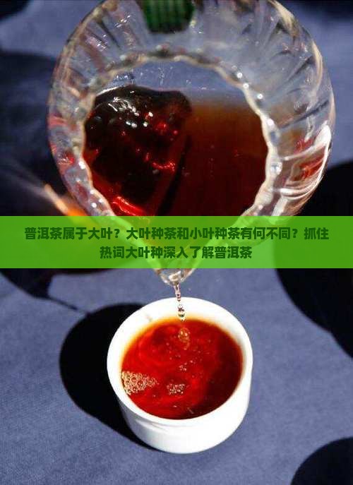 普洱茶属于大叶？大叶种茶和小叶种茶有何不同？抓住热词大叶种深入了解普洱茶