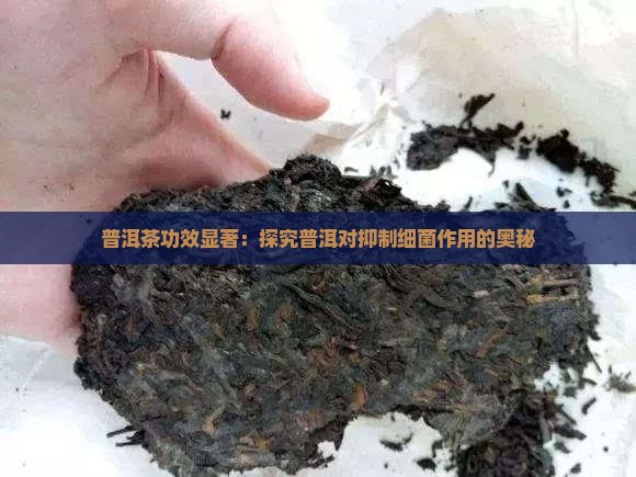 普洱茶功效显著：探究普洱对抑制细菌作用的奥秘