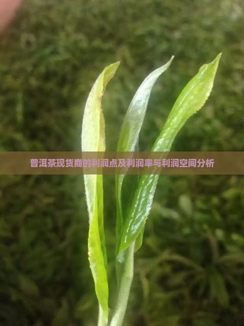 普洱茶现货商的利润点及利润率与利润空间分析
