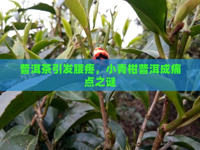 普洱茶引发腰疼，小青柑普洱成痛点之谜