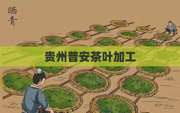 贵州普安茶叶加工