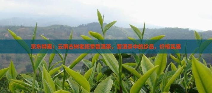 京东特惠:云南古树老班章普洱茶,普洱茶中的珍品,价格实惠 京东特惠:云南古树老班章普洱茶,普洱茶中的珍品,价格实惠