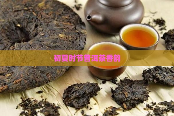 初夏时节普洱茶香韵