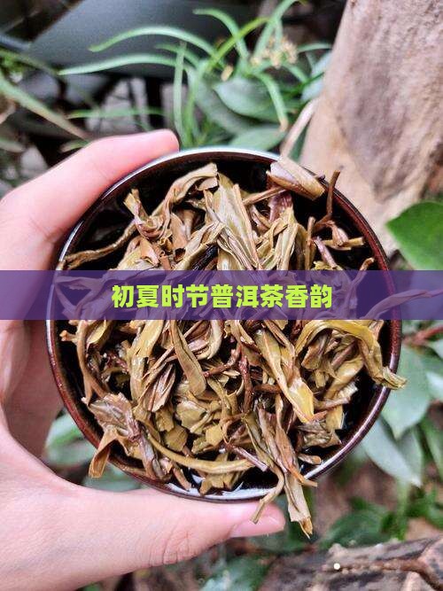 初夏时节普洱茶香韵