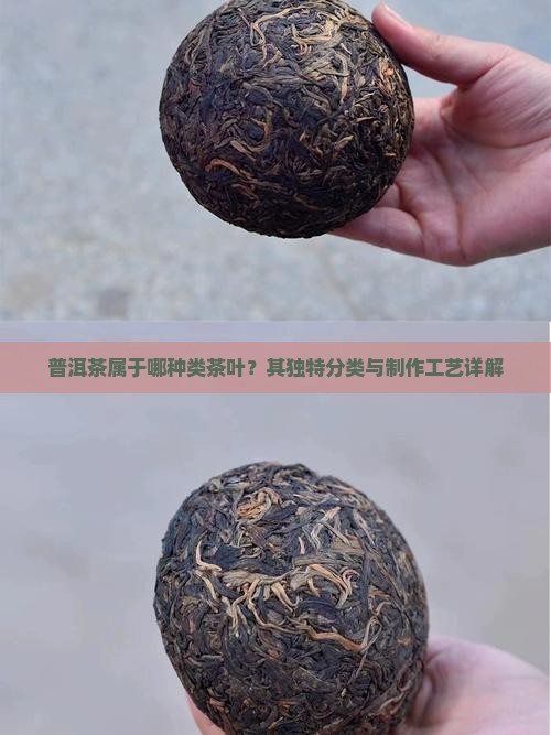普洱茶属于哪种类茶叶？其独特分类与制作工艺详解