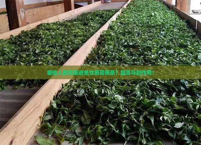 哪些人群需要避免饮用葛根茶？禁忌与副作用！