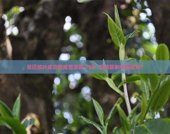景迈茶叶成功做成普洱茶了吗？普洱茶制作新篇章？