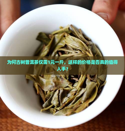 为何古树普洱茶仅需1元一斤，这样的价格是否真的值得入手？
