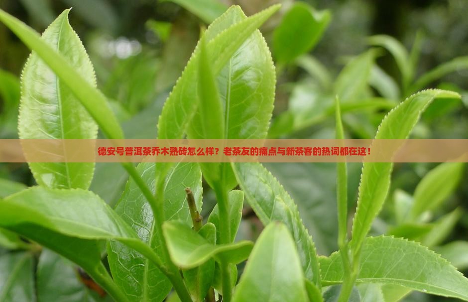 德安号普洱茶乔木熟砖怎么样？老茶友的痛点与新茶客的热词都在这！