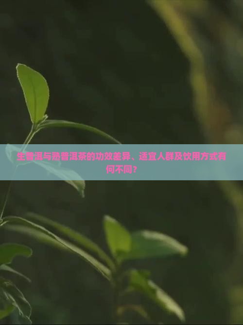 生普洱与熟普洱茶的功效差异、适宜人群及饮用方式有何不同？