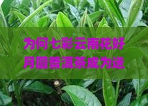 为何七彩云南花好月圆普洱茶成为送礼新宠？传统佳节如何融入现代痛点？