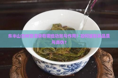 东半山古树普洱茶有哪些功效与作用?如何鉴别其品质与真伪? 东半山古树普洱茶有哪些功效与作用?如何鉴别其品质与真伪?
