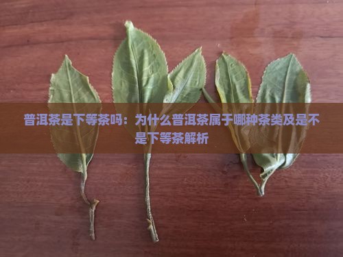 普洱茶是下等茶吗：为什么普洱茶属于哪种茶类及是不是下等茶解析