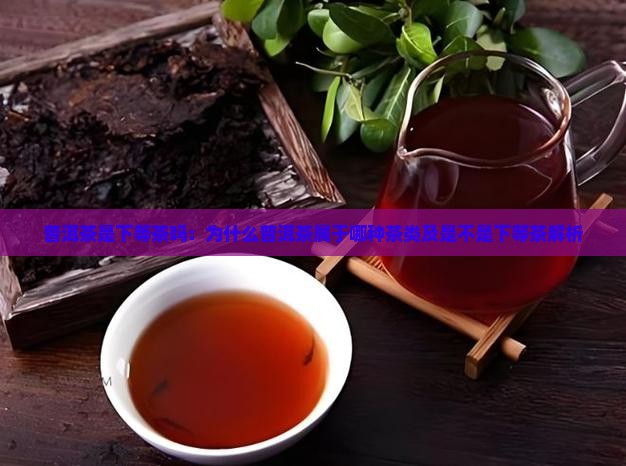 普洱茶是下等茶吗：为什么普洱茶属于哪种茶类及是不是下等茶解析