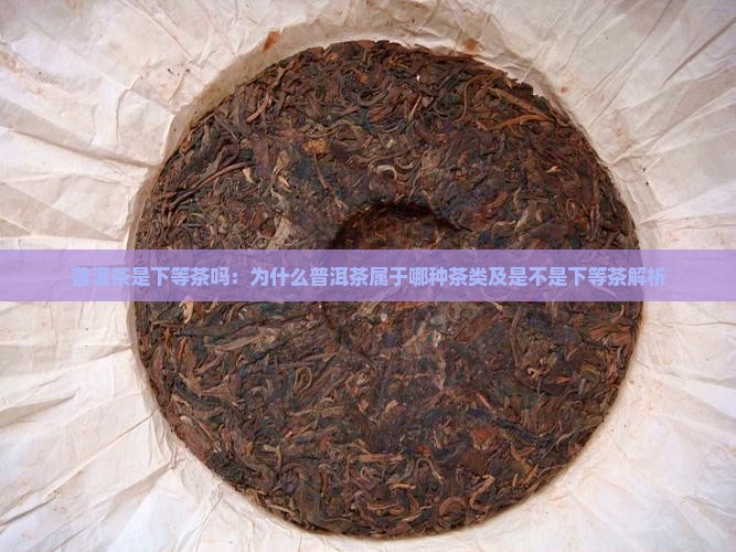 普洱茶是下等茶吗：为什么普洱茶属于哪种茶类及是不是下等茶解析