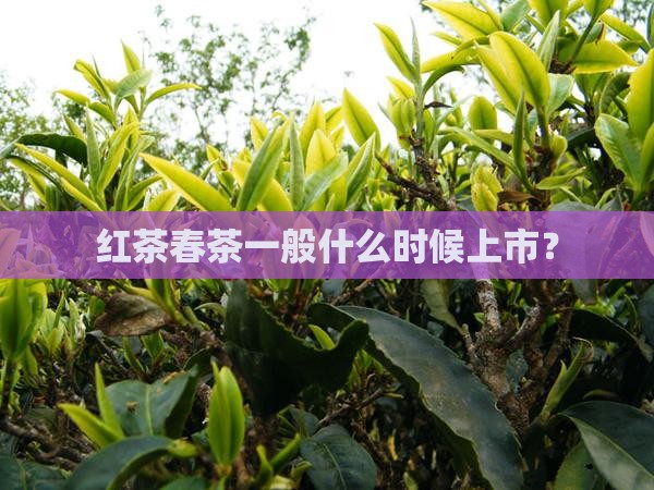 红茶春茶一般什么时候上市？