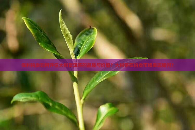 保利拍卖如何评估大树普洱茶的品质与价值？大树茶在拍卖市场表现如何？