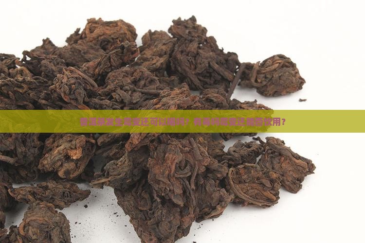普洱茶发生霉变还可以喝吗？有毒吗霉变还能否饮用？