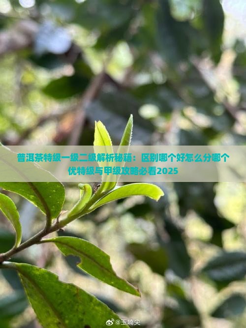 普洱茶特级一级二级