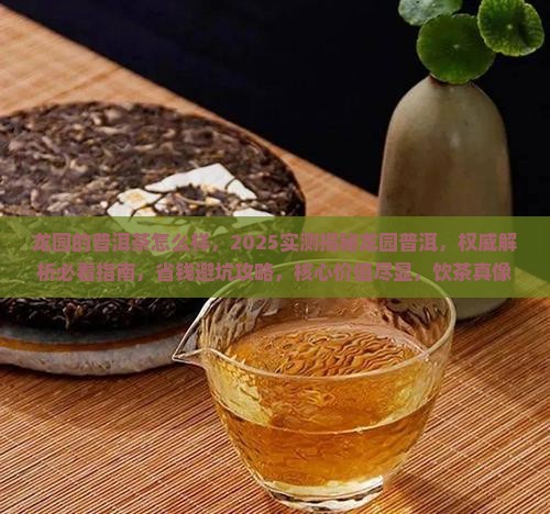 龙园的普洱茶怎么样