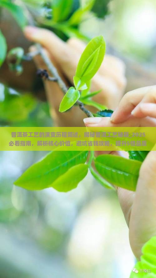 普洱茶工艺的演变历程简述